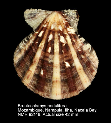 Bractechlamys nodulifera (17).jpg - Bractechlamys nodulifera(G.B.Sowerby,1842)